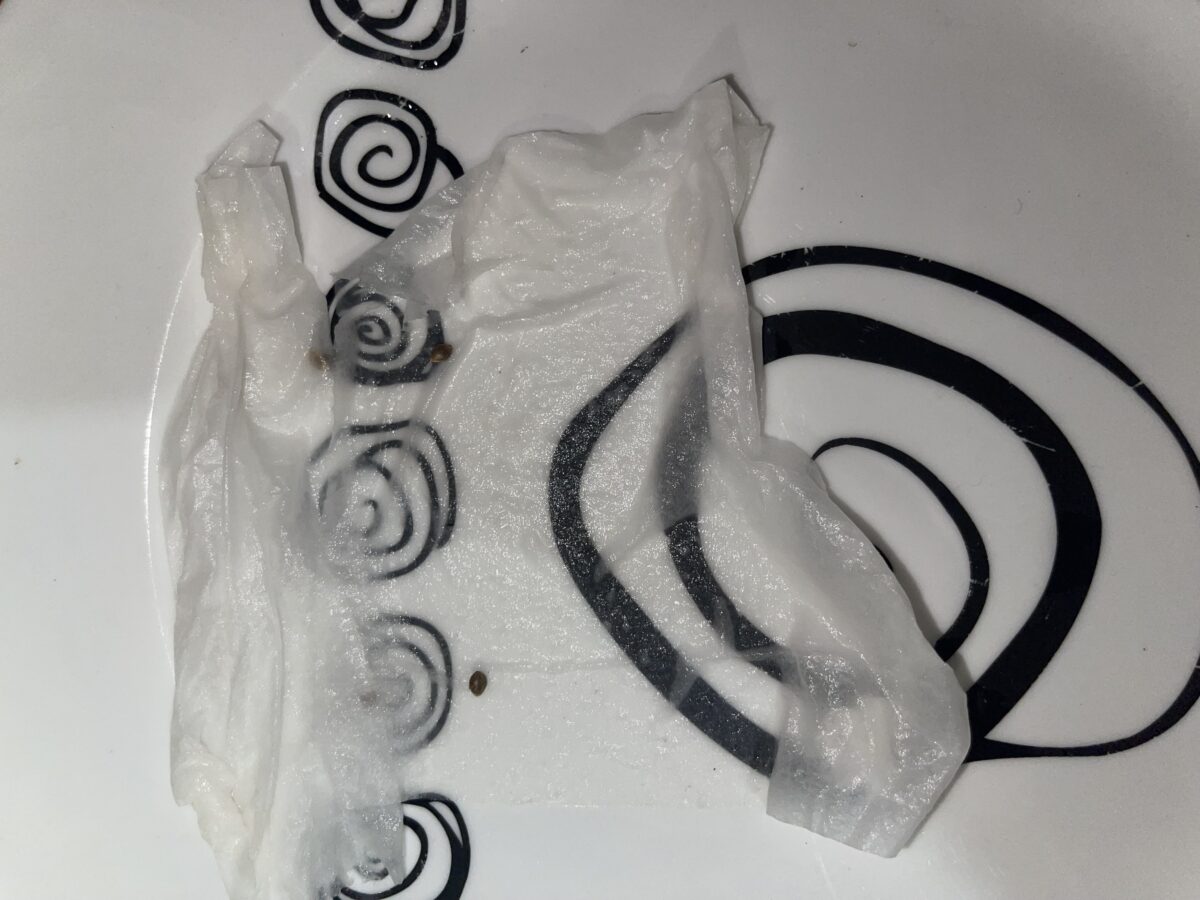 bbs-grow-diaries/week-491688-diary-491687-user-37646-687aed25a473d