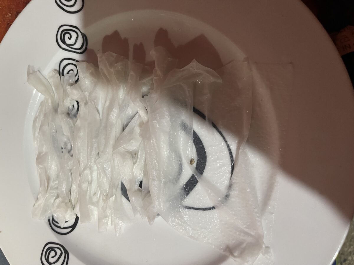 bbs-grow-diaries/week-491698-diary-491697-user-37646-687aeff1bfa86