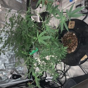 Vegetation Week - 17 - Fruity Pebbles - 1