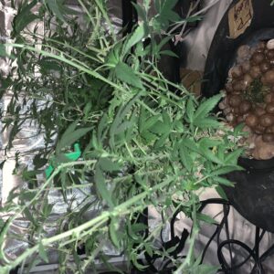 Vegetation Week - 17 - Fruity Pebbles - 2