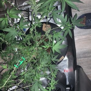 Vegetation Week - 17 - Fruity Pebbles - 3