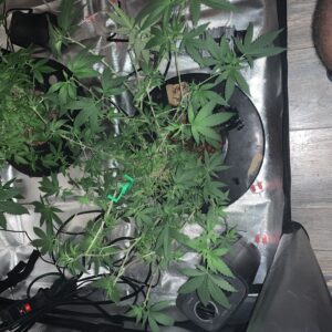 Fruity Pebbles - Vegetation Week - 17