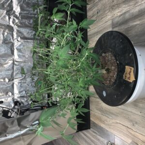 Vegetation Week - 17 - Fat Bastard - 1
