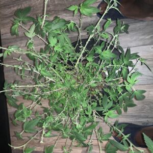 Vegetation Week - 17 - Fat Bastard - 2