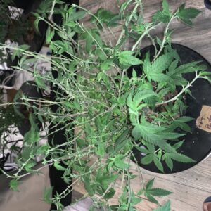 Vegetation Week - 17 - Fat Bastard - 3