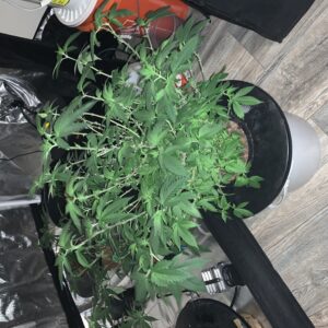 Vegetation Week - 17 - Fat Bastard - 4