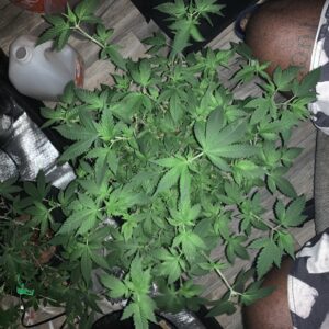 Vegetation Week - 17 - Fat Bastard - 5