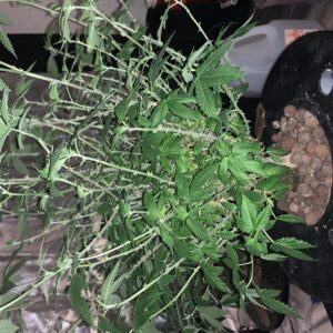 Vegetation Week - 17 - Fat Bastard - 6