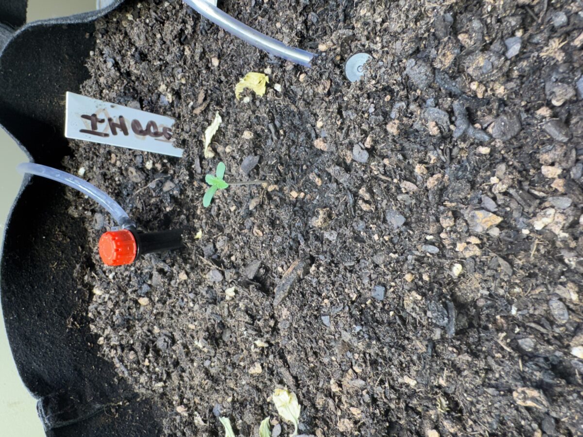 bbs-grow-diaries/week-491902-diary-491901-user-38617-687d8b8fd02f8