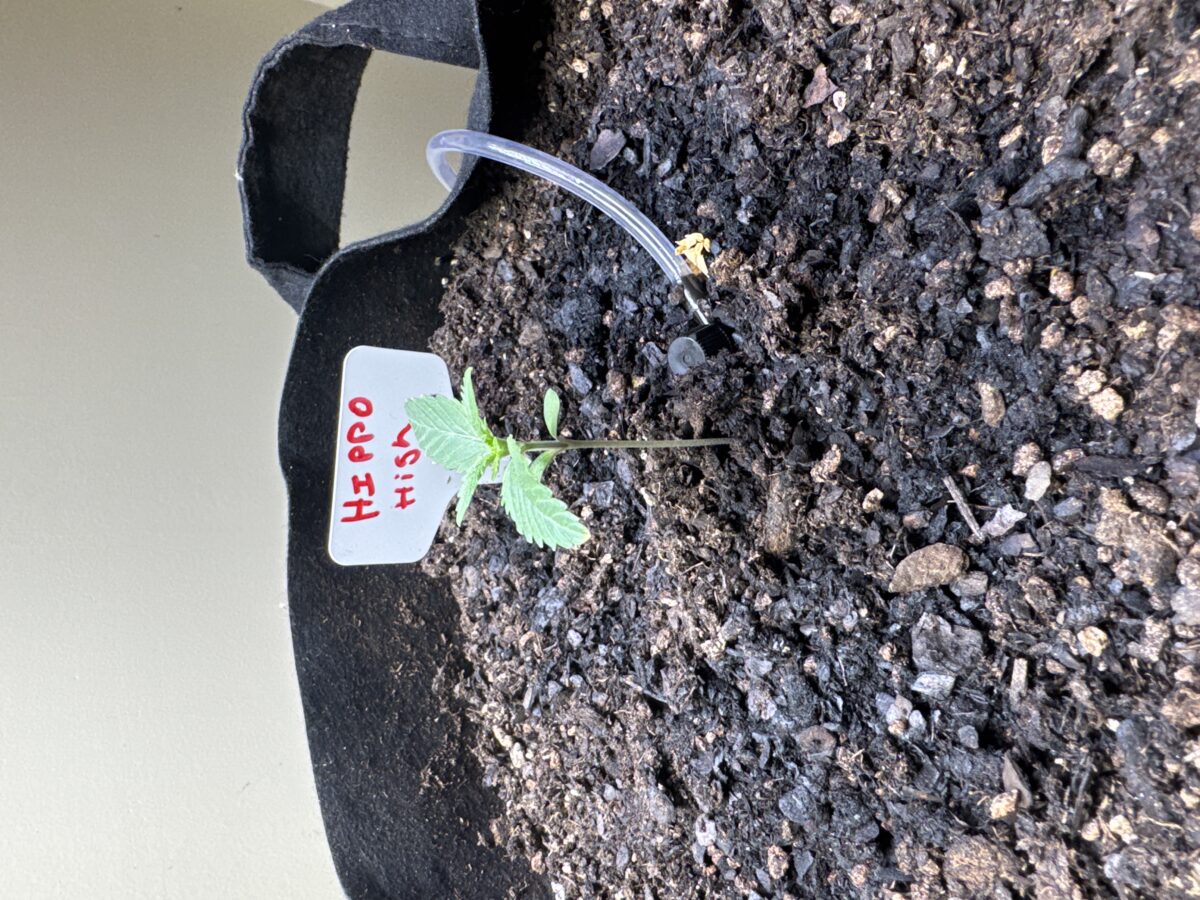 bbs-grow-diaries/week-491902-diary-491901-user-38617-687fec3e79f2d