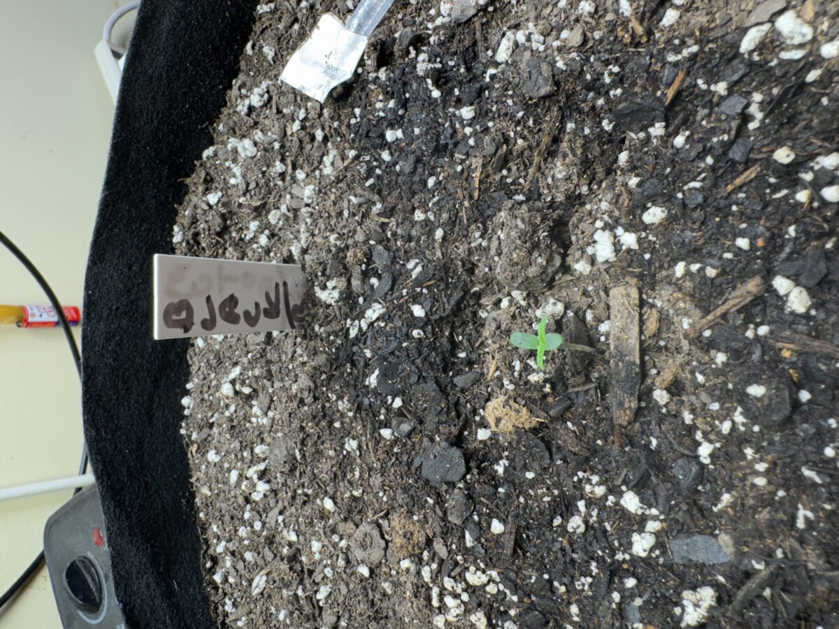 bbs-grow-diaries/week-491904-diary-491903-user-38617-687d8c5966418