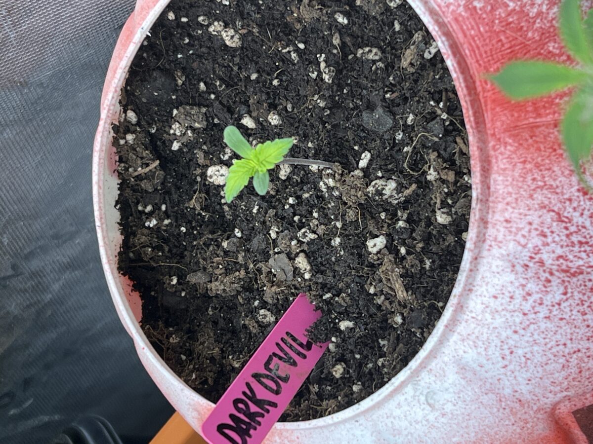 bbs-grow-diaries/week-494913-diary-491715-user-41121-687f170e9f462