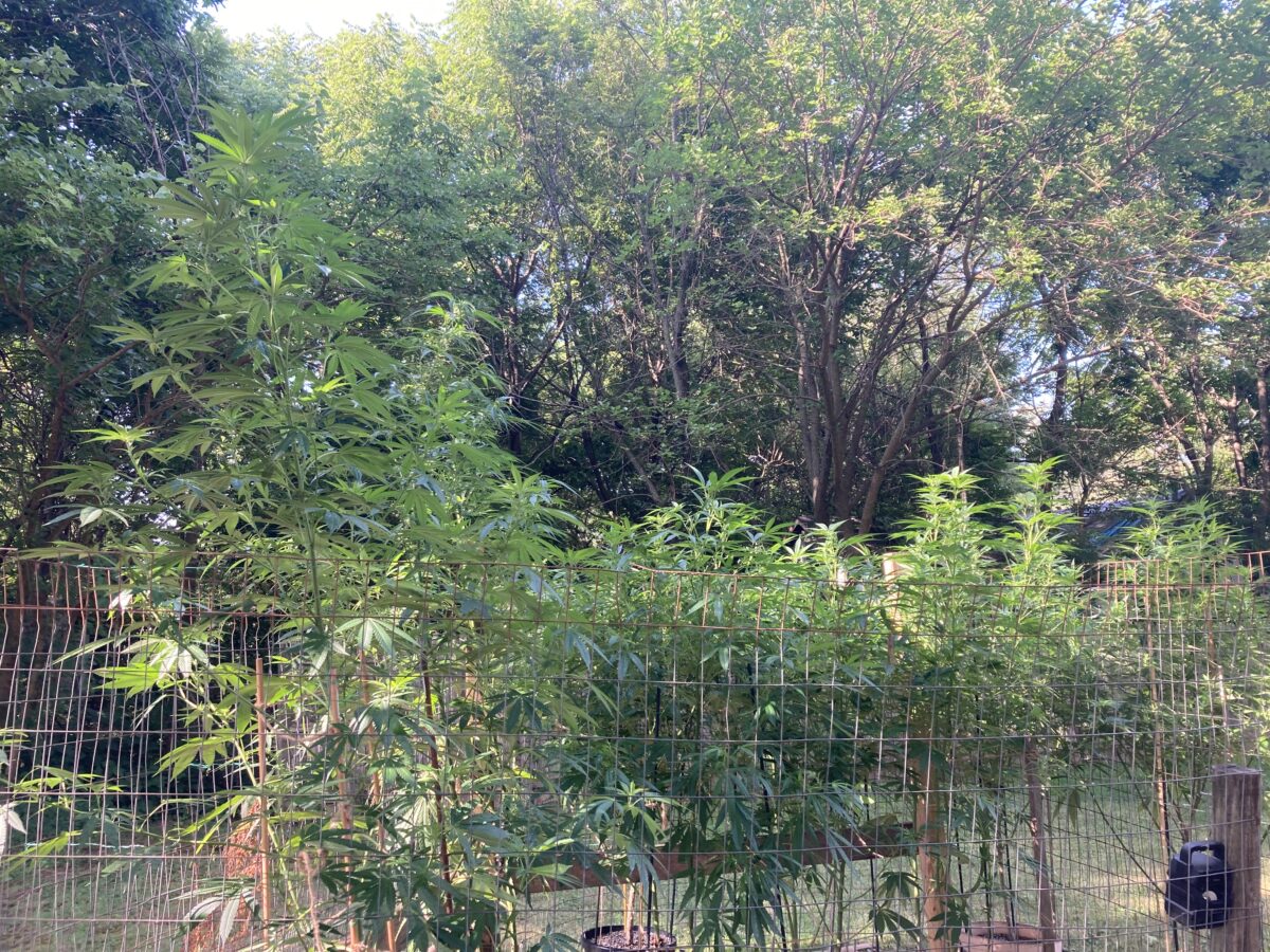 bbs-grow-diaries/week-495465-diary-495464-user-38951-687fc3f3d00ce