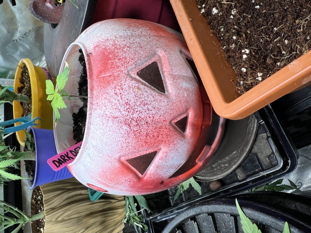 bbs-grow-diaries/week-515110-diary-491715-user-41121-6887de7281b99