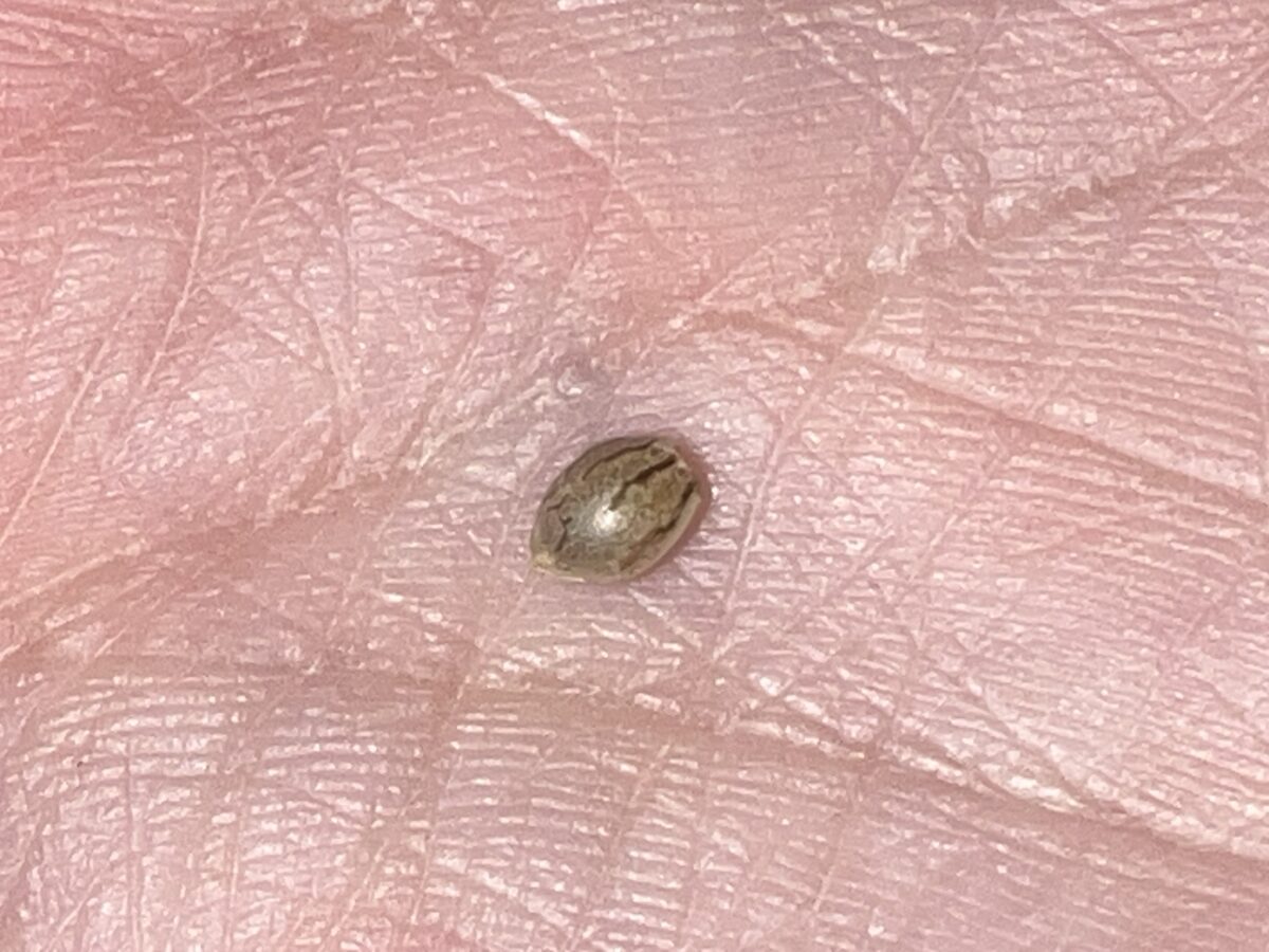 bbs-grow-diaries/week-515271-diary-515270-user-41121-6889b69069ed6