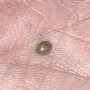 Germination Week - 0 - Black Runtz - 1