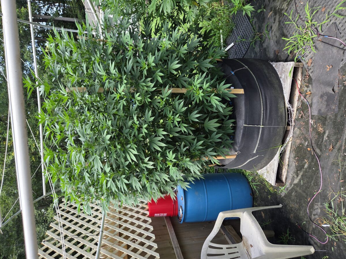 bbs-grow-diaries/week-515667-diary-380381-user-39676-688ce4bd984fe