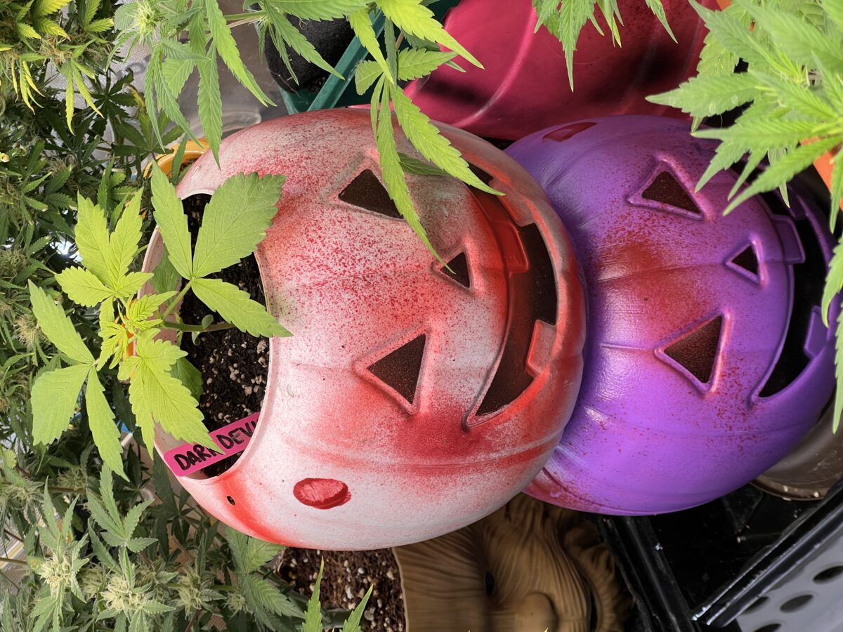 bbs-grow-diaries/week-516006-diary-491715-user-41121-689241d0efd2a