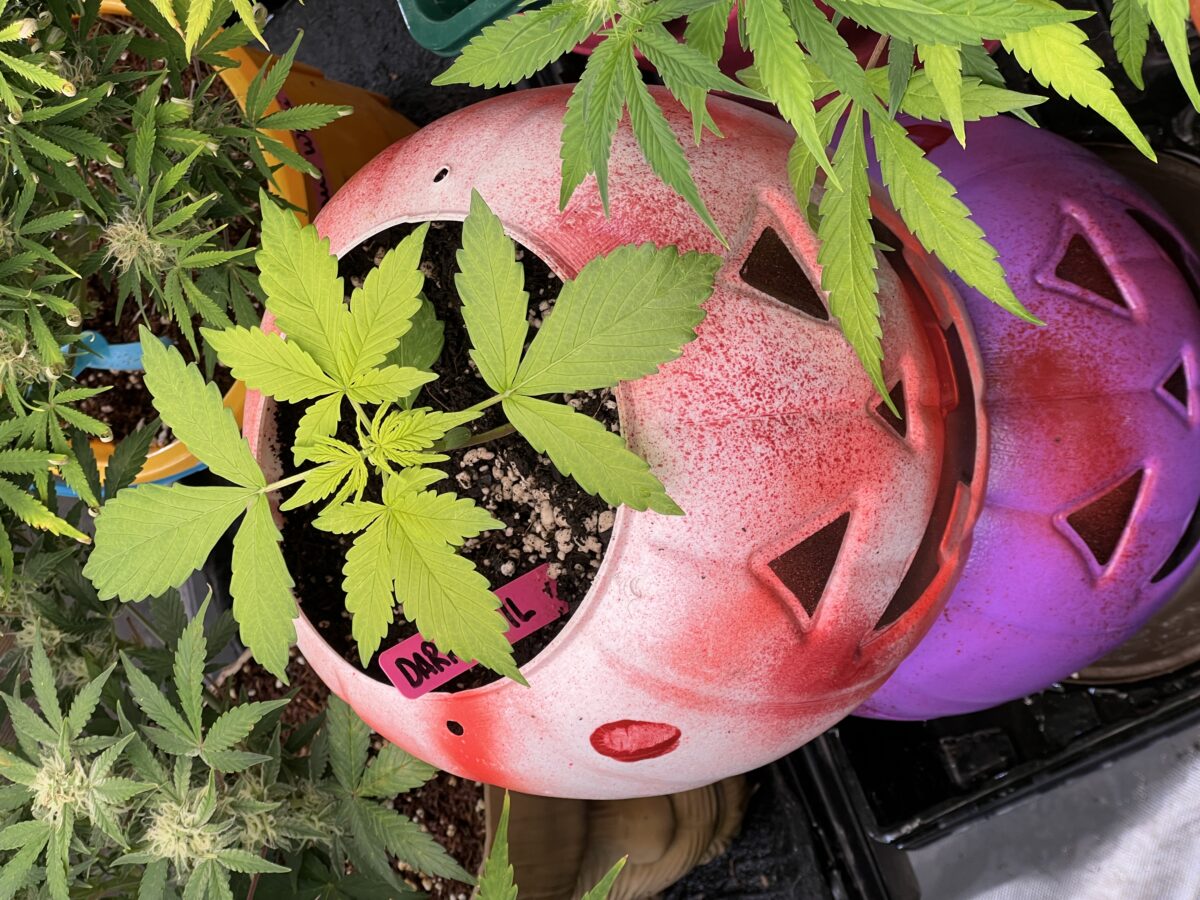 bbs-grow-diaries/week-516006-diary-491715-user-41121-689241d33e26c