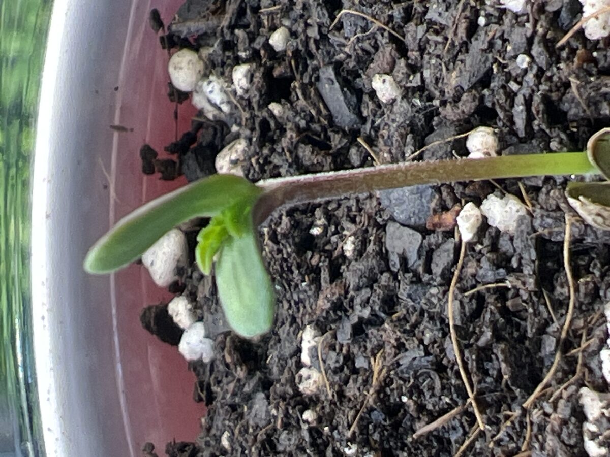 bbs-grow-diaries/week-516007-diary-515270-user-41121-689243287e048