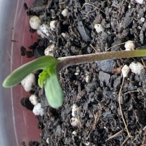 Black Runtz - Vegetation Week - 1