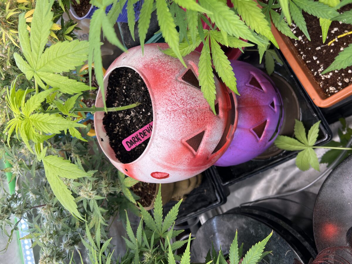 bbs-grow-diaries/week-517233-diary-491715-user-41121-689a1919e6db8