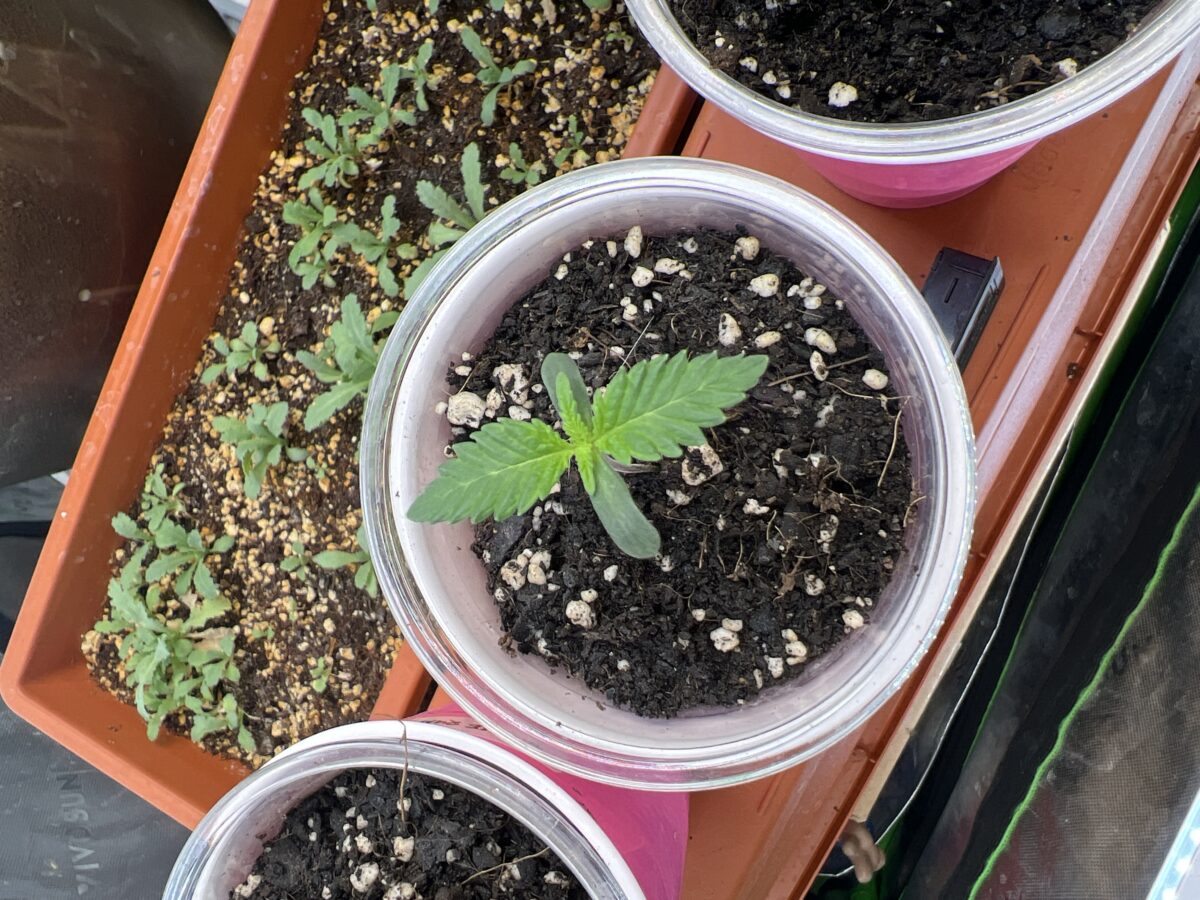 bbs-grow-diaries/week-517234-diary-515270-user-41121-689a1a8283654