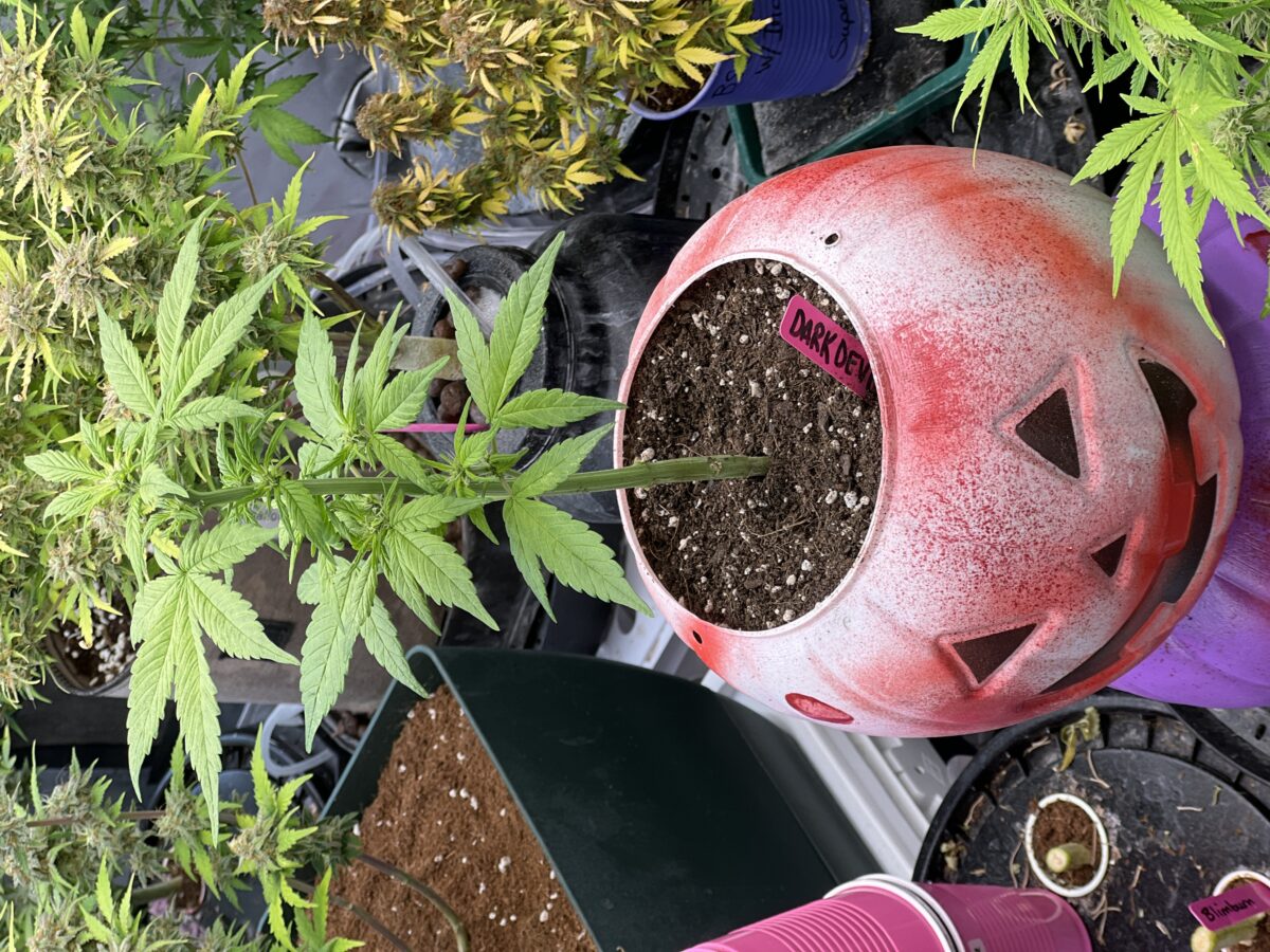 bbs-grow-diaries/week-518635-diary-491715-user-41121-68a4d3937a4b2