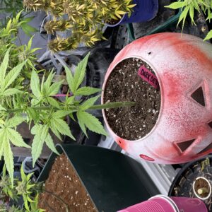 Dark Devil Auto - Flowering Week - 5