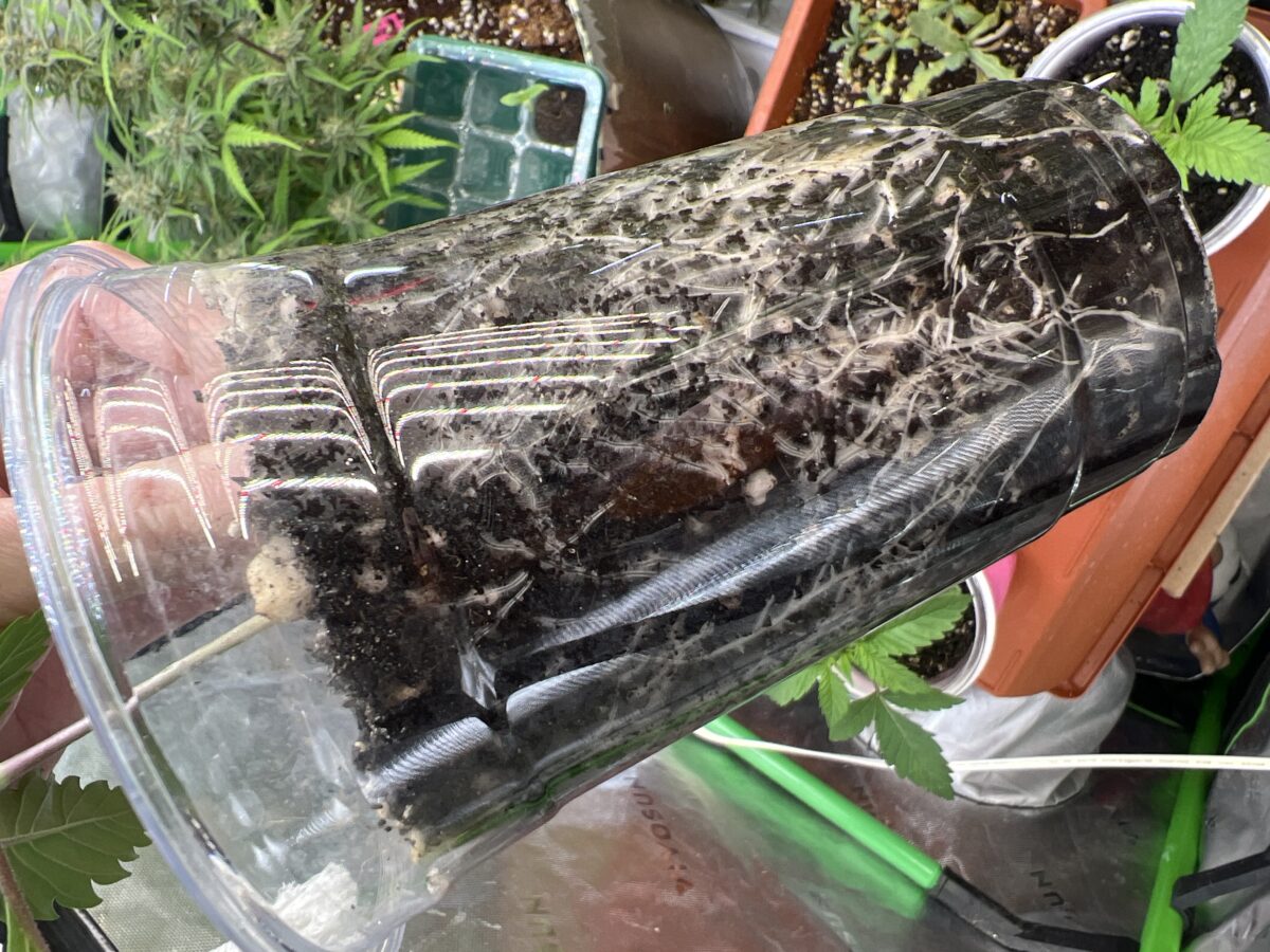 bbs-grow-diaries/week-518641-diary-515270-user-41121-68a4da25a6a9a