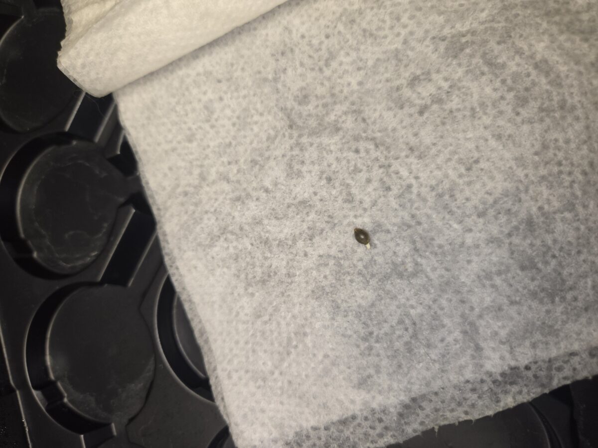 bbs-grow-diaries/week-521014-diary-521013-user-43815-68c3a047d1195