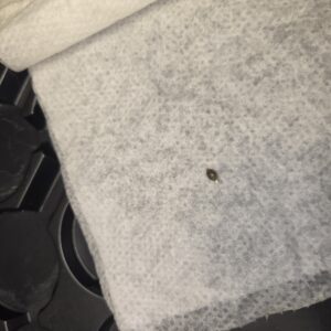 Germination Week - 0 - Shiskaberry Cookies - 3