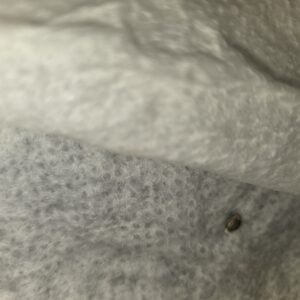 Germination Week - 0 - Shiskaberry Cookies - 4