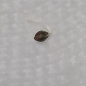 Germination Week - 0 - Indigo Sapphire - 1