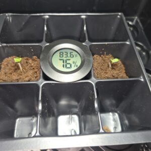 Shiskaberry Cookies - Vegetation Week - 1
