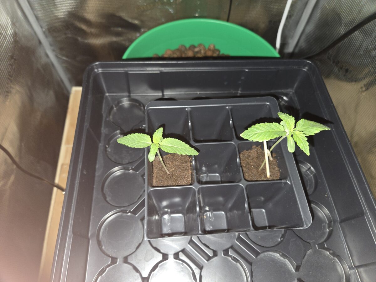 bbs-grow-diaries/week-521366-diary-521013-user-43815-68cdfcd906ddc