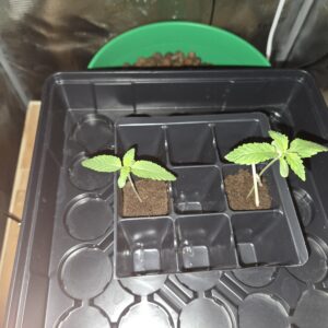 Vegetation Week - 1 - Shiskaberry Cookies - 2