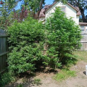 Mimosa - Vegetation Week - 30
