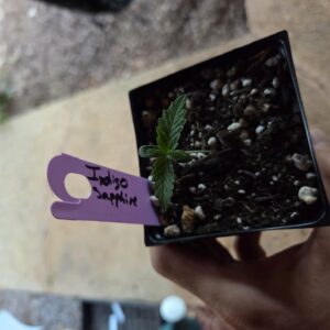Vegetation Week - 1 - Indigo Sapphire - 1