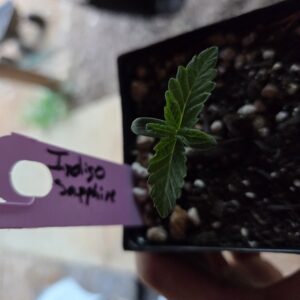 Indigo Sapphire - Vegetation Week - 1