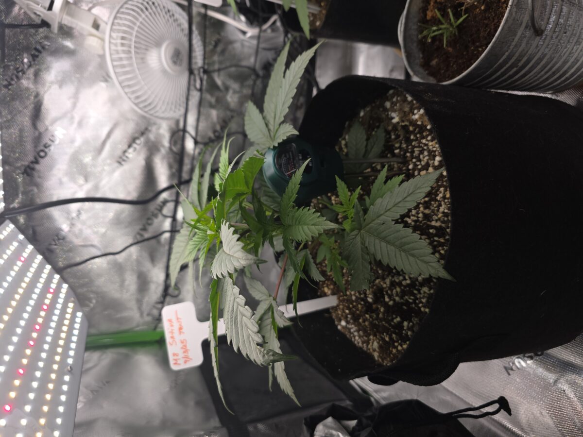 bbs-grow-diaries/week-523597-diary-523596-user-43321-68d9b430d4038