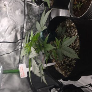 Vegetation Week - 18 - M8 - 1