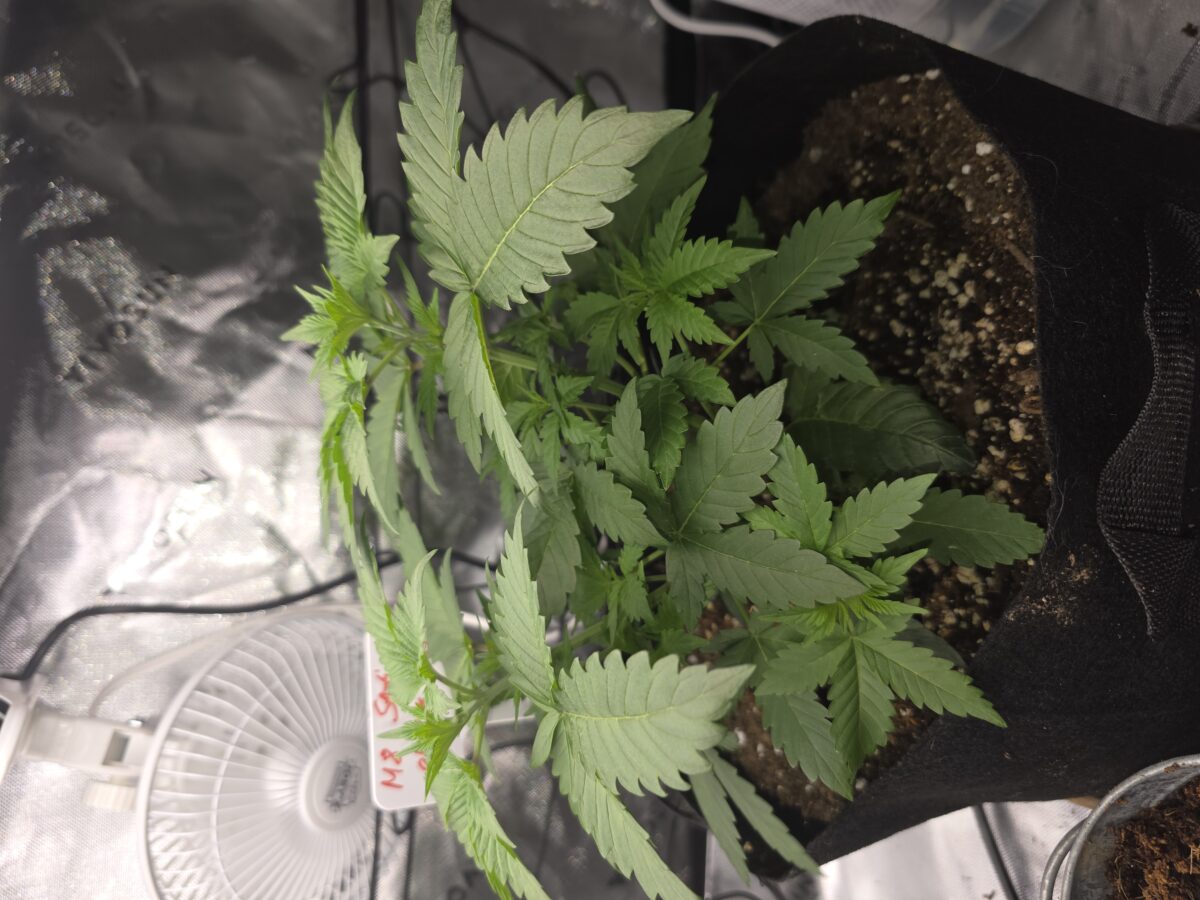 bbs-grow-diaries/week-523597-diary-523596-user-43321-68d9b433489e6