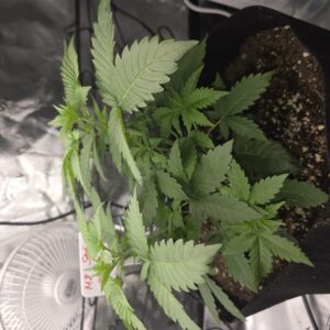 M8 - Vegetation Week - 18