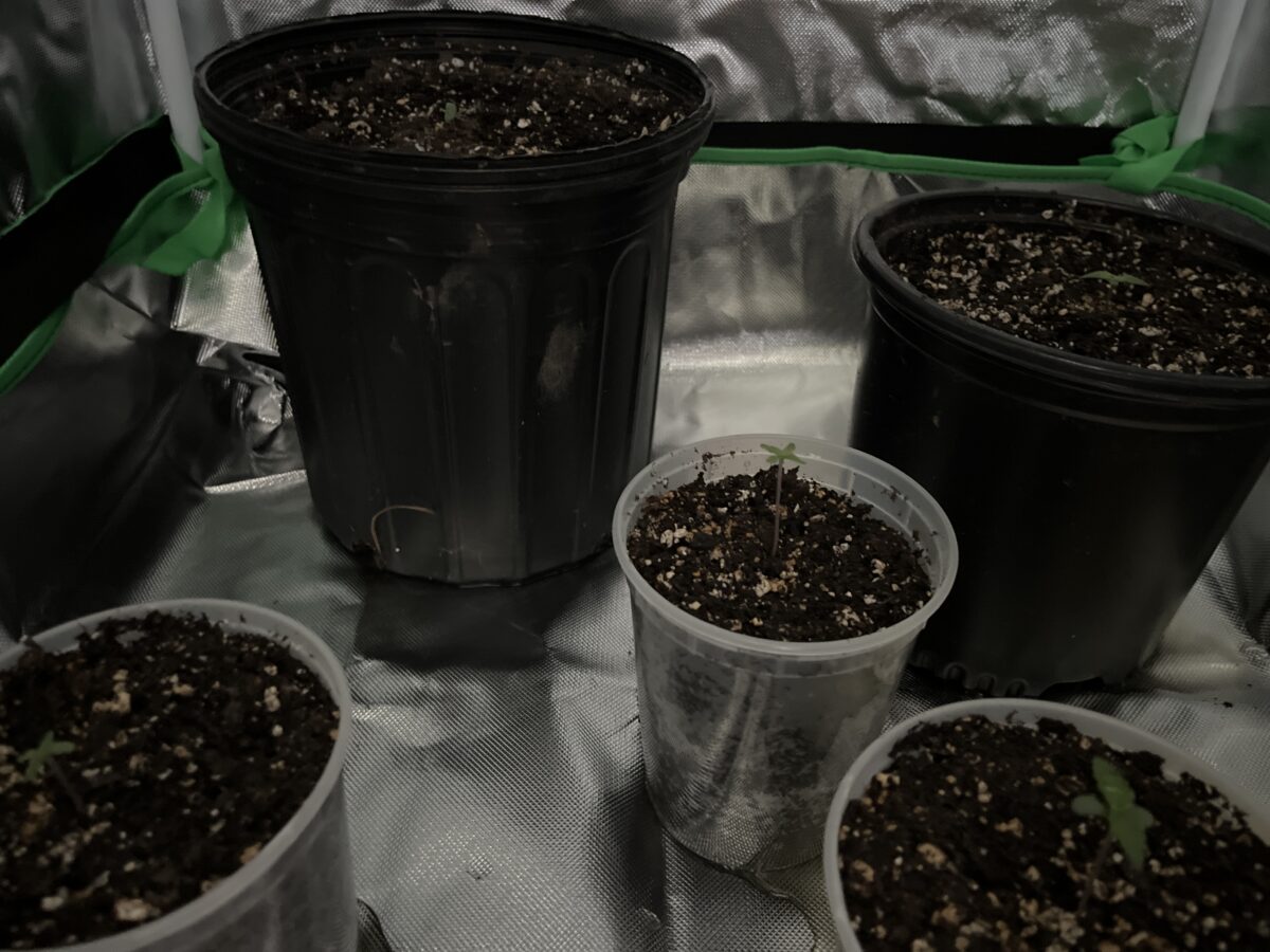bbs-grow-diaries/week-524636-diary-524632-user-42850-68de986cead87