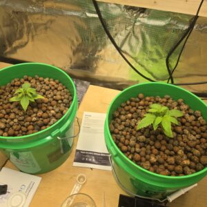 Vegetation Week - 2 - Shiskaberry Cookies - 1