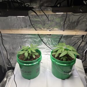 Shiskaberry Cookies - Vegetation Week - 3
