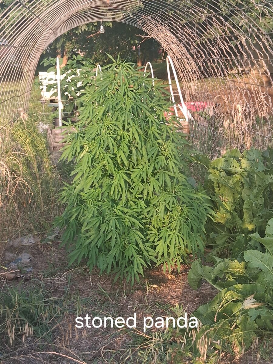 bbs-grow-diaries/week-525897-diary-525895-user-38276-68e8319ee1a95