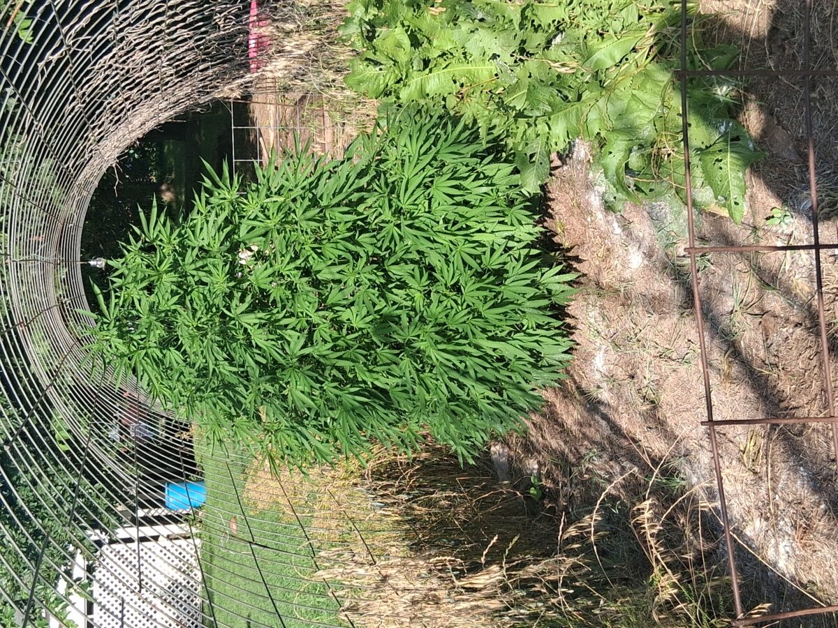 bbs-grow-diaries/week-525897-diary-525895-user-38276-68efcabf96509