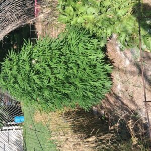 Vegetation Week - 9 - Stoned Panda - 2